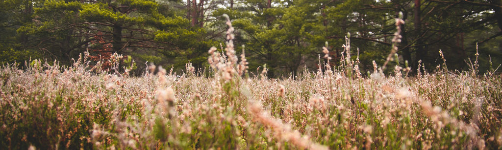 Inhalation Allergies