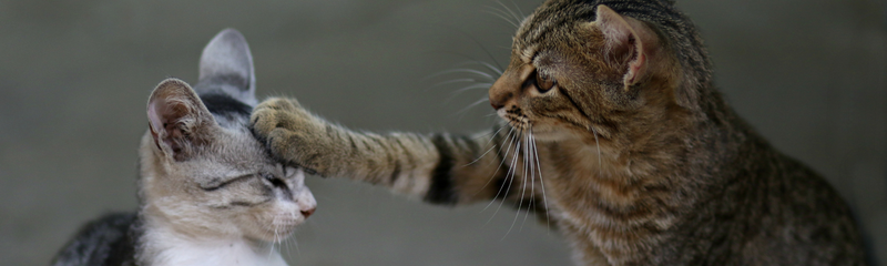 Leben mit einer Katze trotz Katzenallergie
