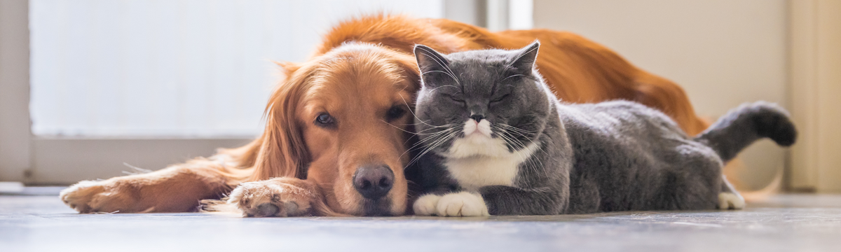 Die Katzen- und Hundeallergie besser verstehen