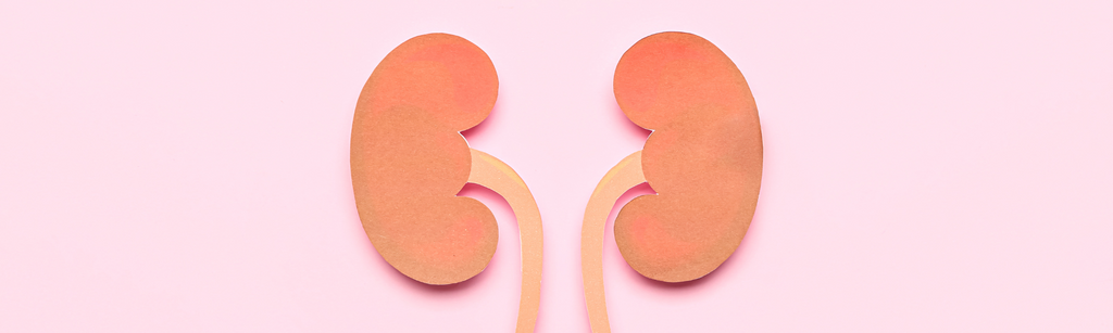 Kidney