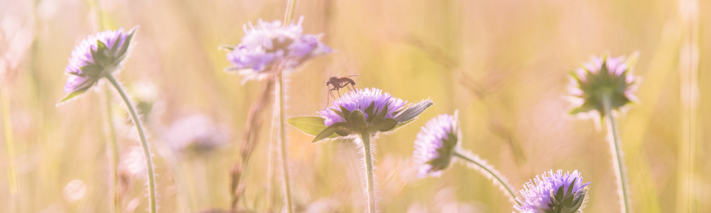 Managing allergies